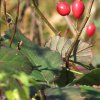 img_0026